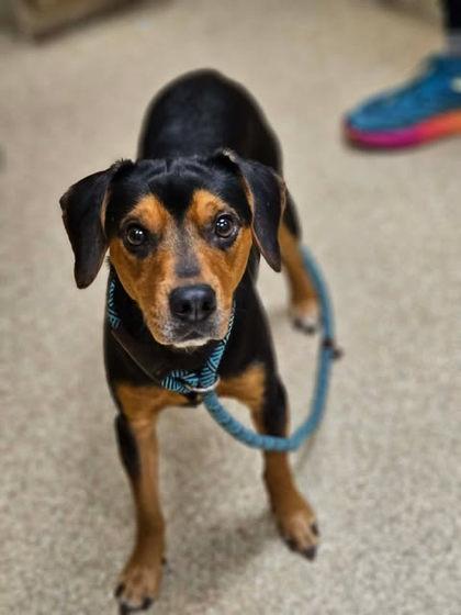 Rudy, Adoptable, Adult Male Mixed Breed & Mixed Breed.