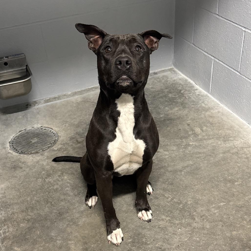 Luna, Adoptable, Adult Female Pit Bull Terrier.