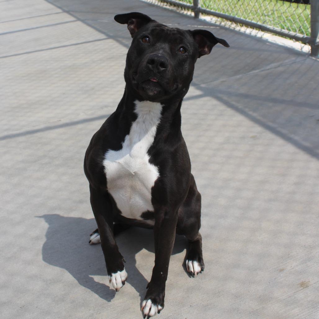 Enlarge Luna, a Adoptable Pit Bull Terrier in McPherson, KS image 2/4