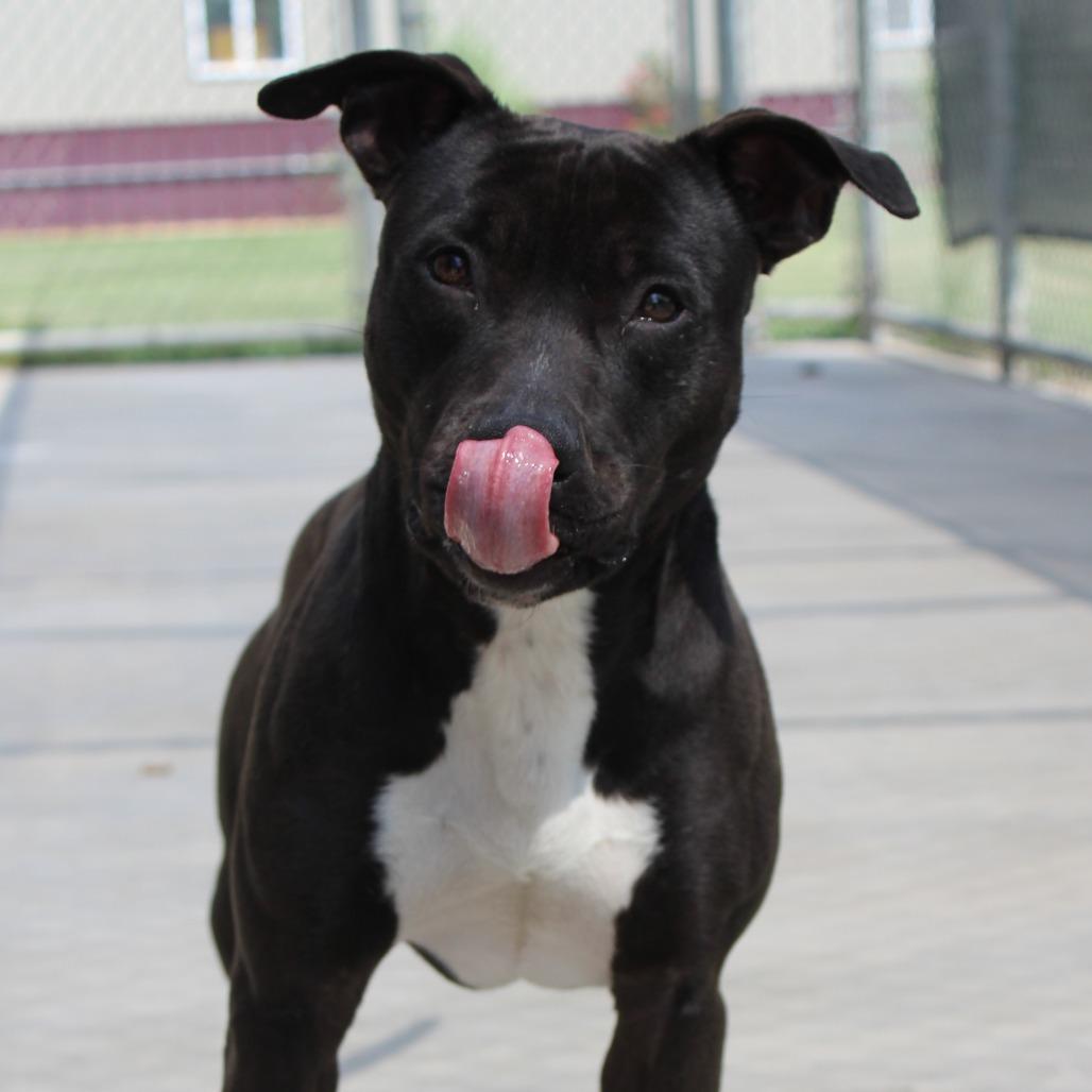 Enlarge Luna, a Adoptable Pit Bull Terrier in McPherson, KS image 3/4