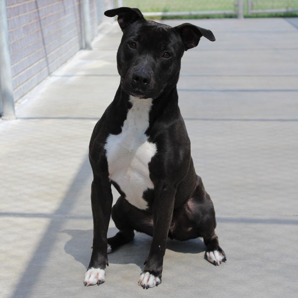 Enlarge Luna, a Adoptable Pit Bull Terrier in McPherson, KS image 4/4