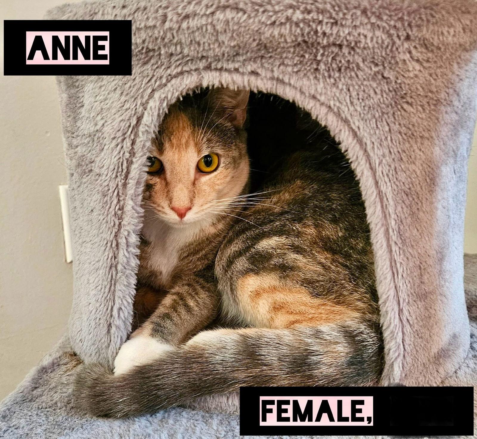 Anne, a Adoptable Domestic Short Hair in Penndel, PA image 1/3