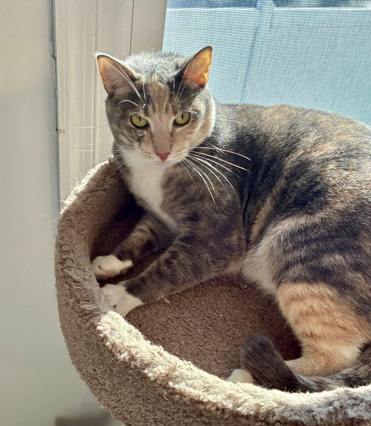 Anne, Adoptable, Adult Female Domestic Short Hair.