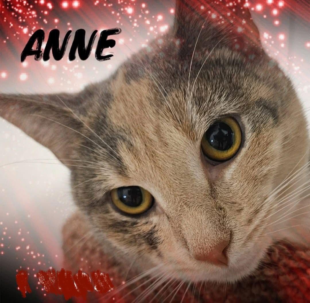 Anne, a Adoptable Domestic Short Hair in Penndel, PA image 2/3