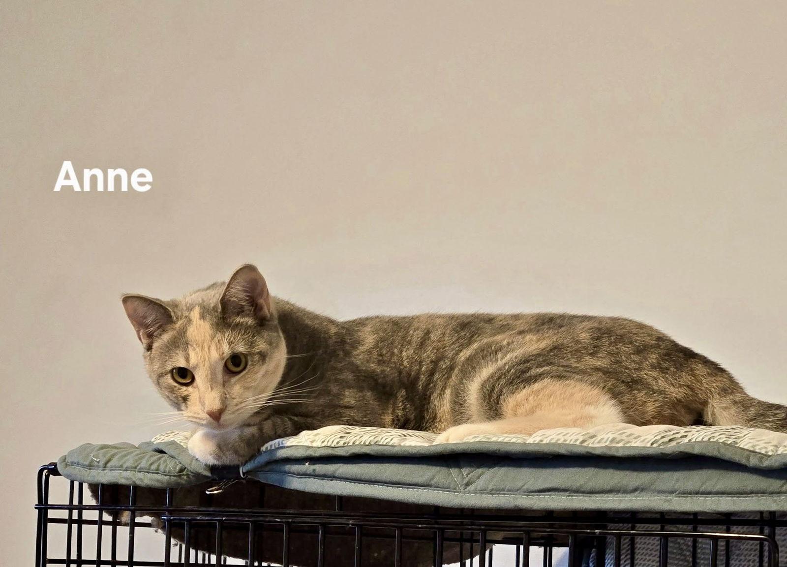 Anne, a Adoptable Domestic Short Hair in Penndel, PA image 3/3