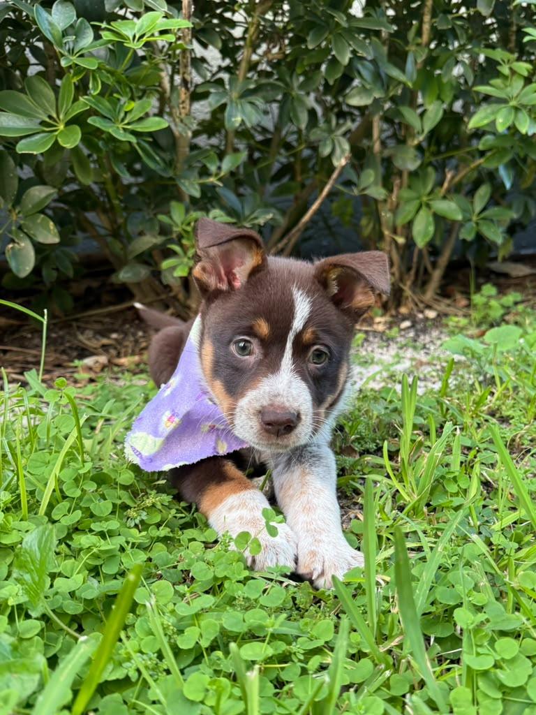 Enlarge Koala, a Adoptable mixed breed in Gainesville, FL image 2/4