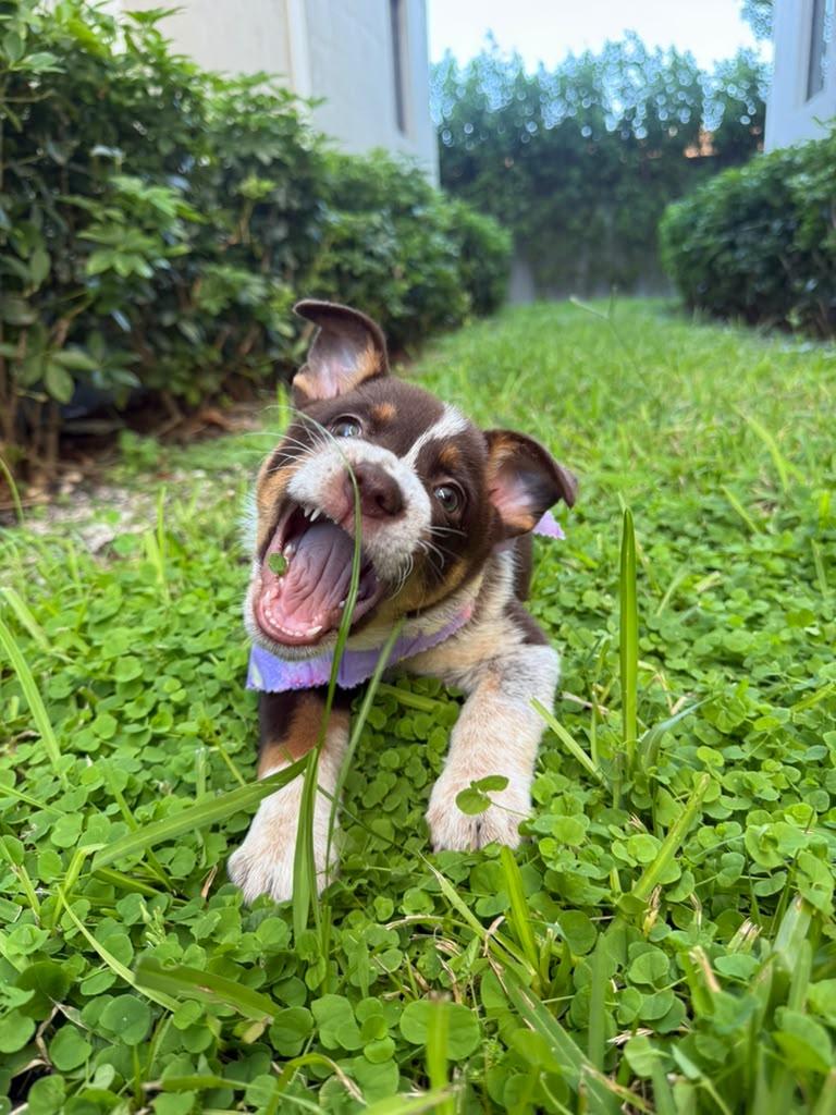 Enlarge Koala, a Adoptable mixed breed in Gainesville, FL image 3/4