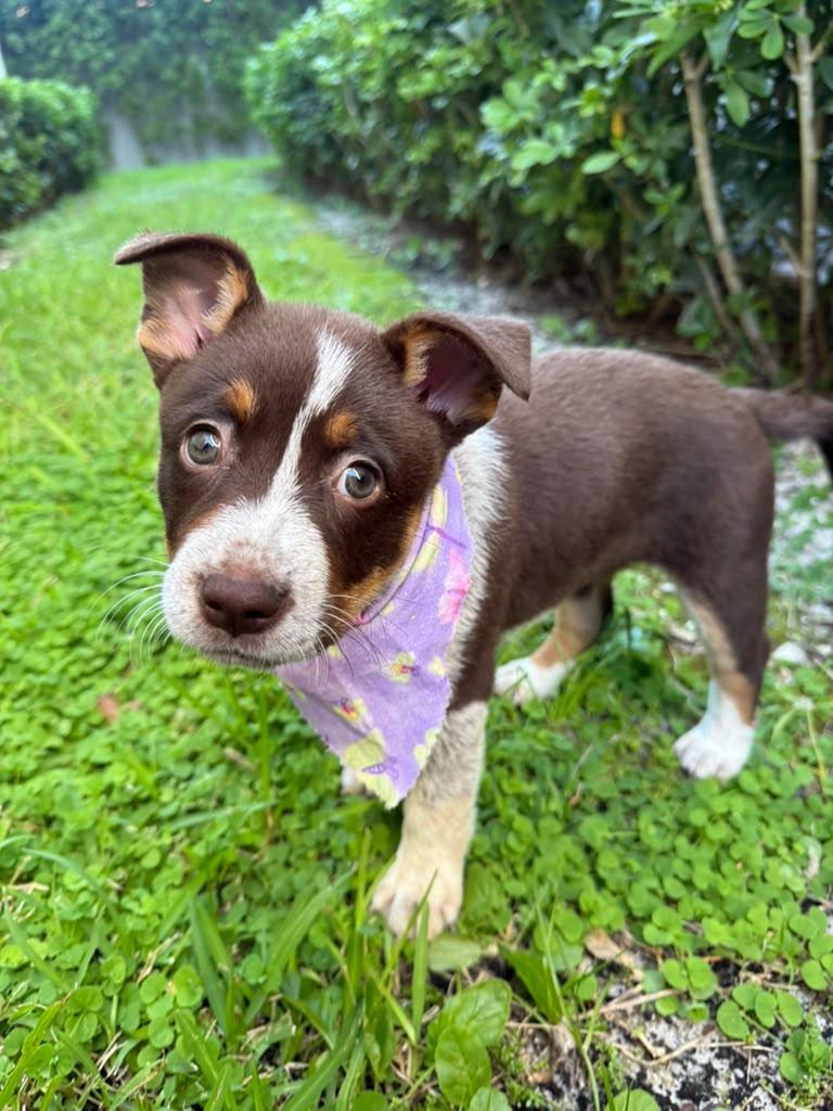 Koala, Adoptable, Puppy Female Australian Cattle Dog / Blue Heeler & Mixed Breed.