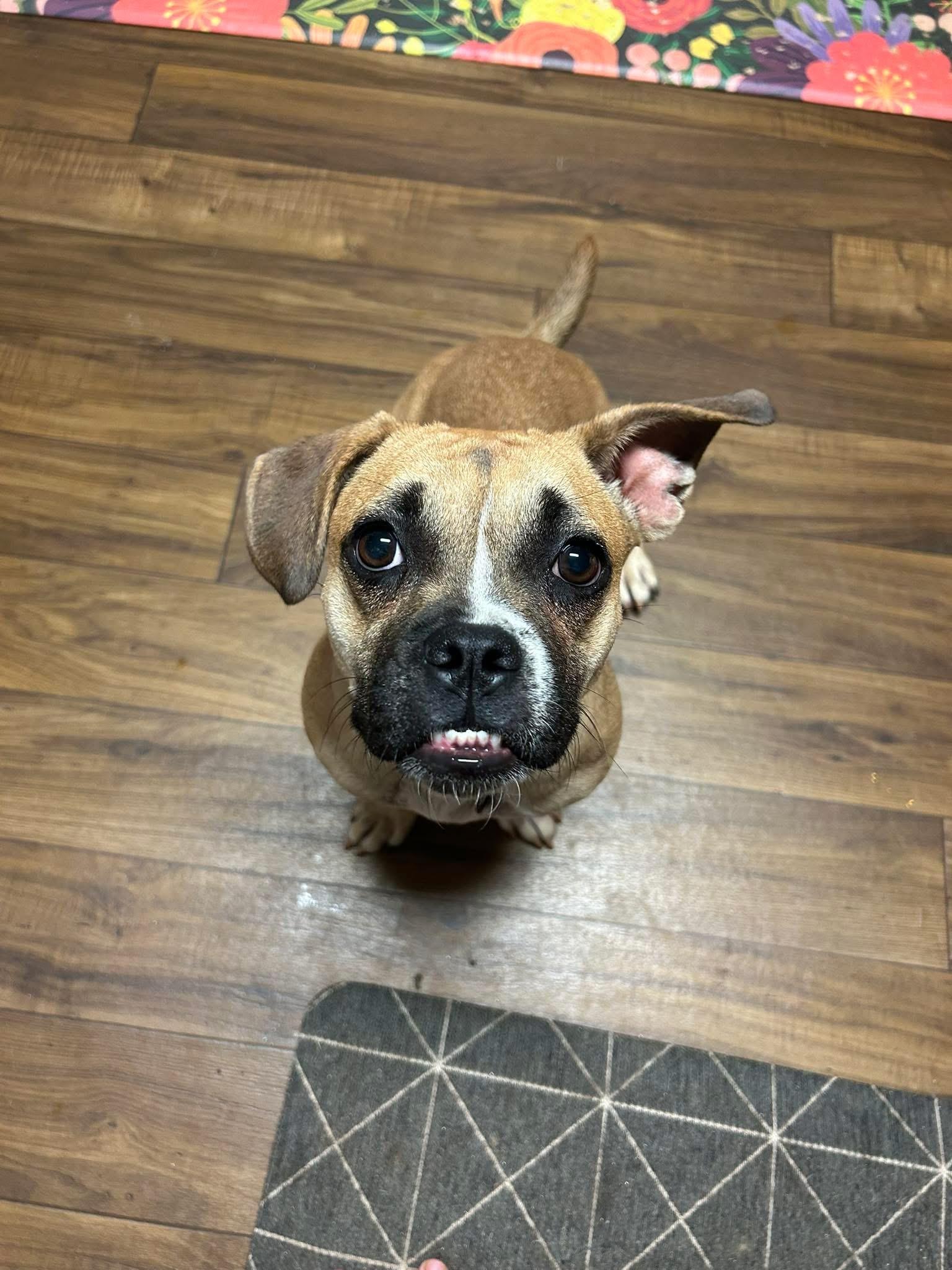 Monkey