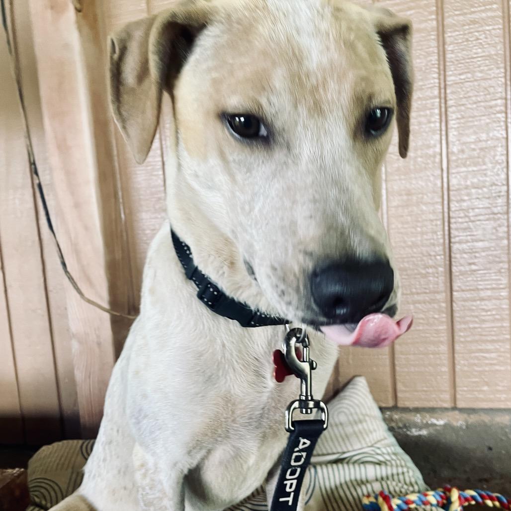 Yarrow, Adoptable, Adult Male Mixed Breed.
