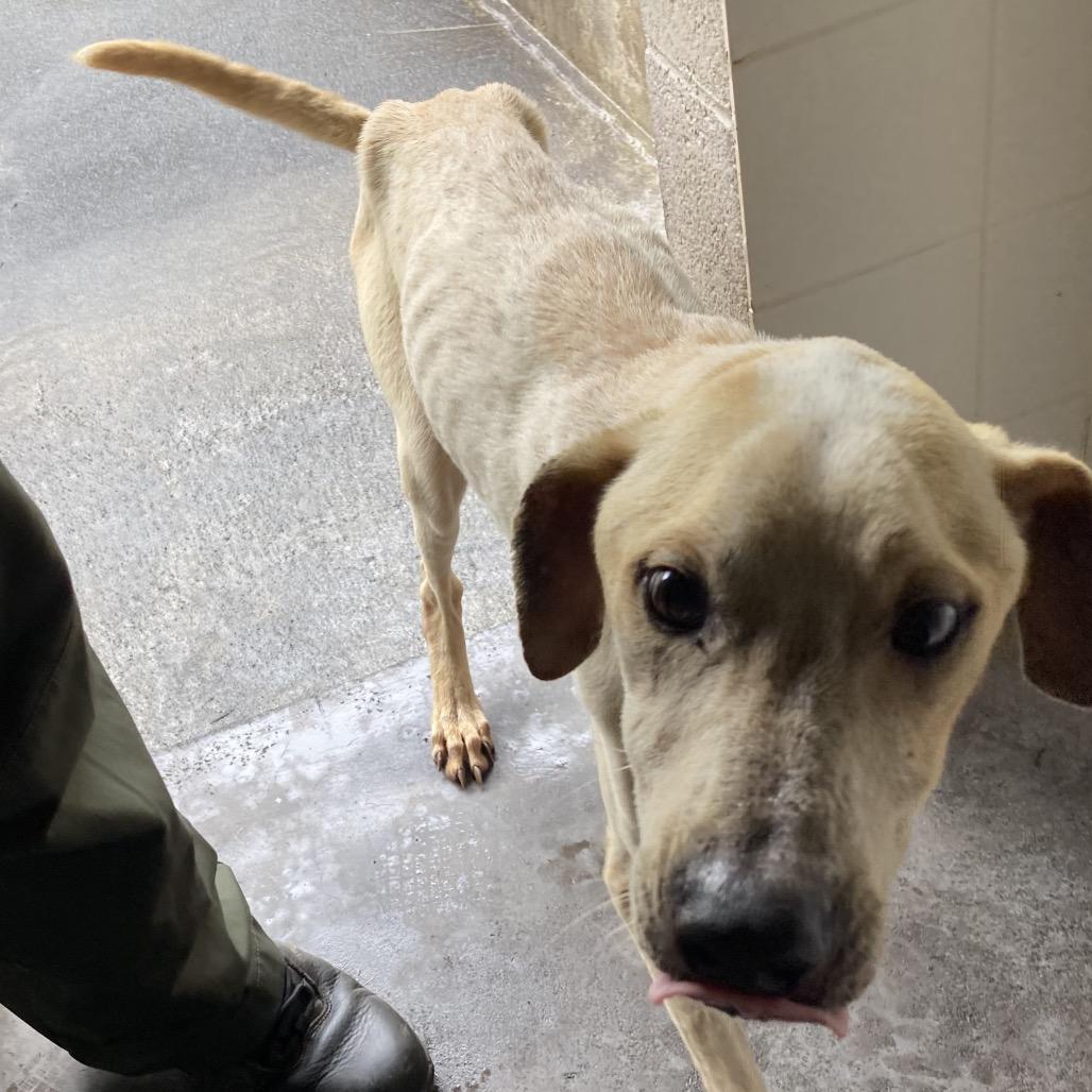 Yarrow, a Adoptable Mixed Breed in Volcano, HI image 2/6