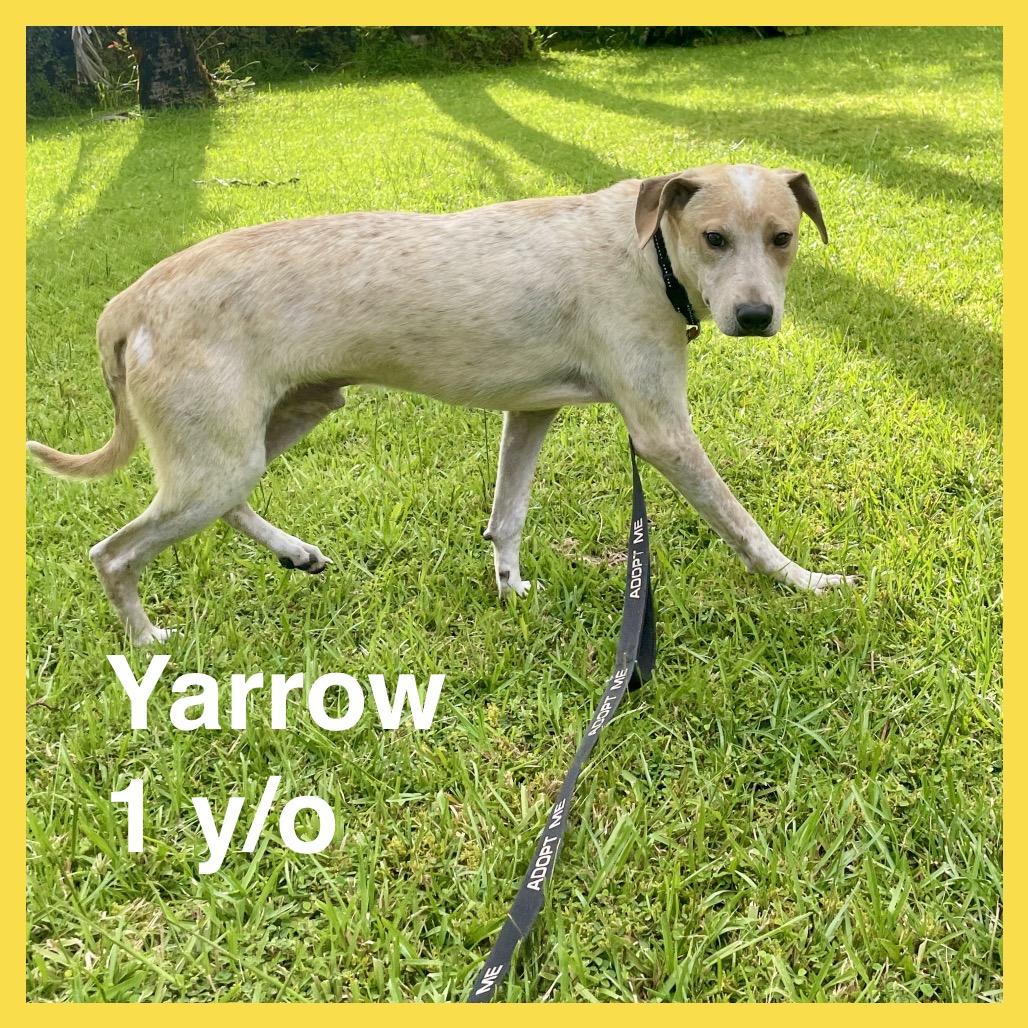 Yarrow, a Adoptable Mixed Breed in Volcano, HI image 3/6
