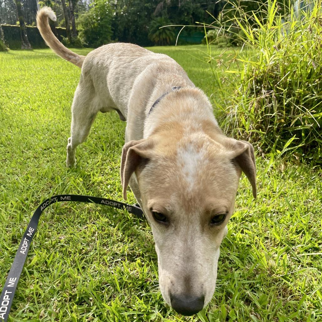 Yarrow, a Adoptable Mixed Breed in Volcano, HI image 4/6