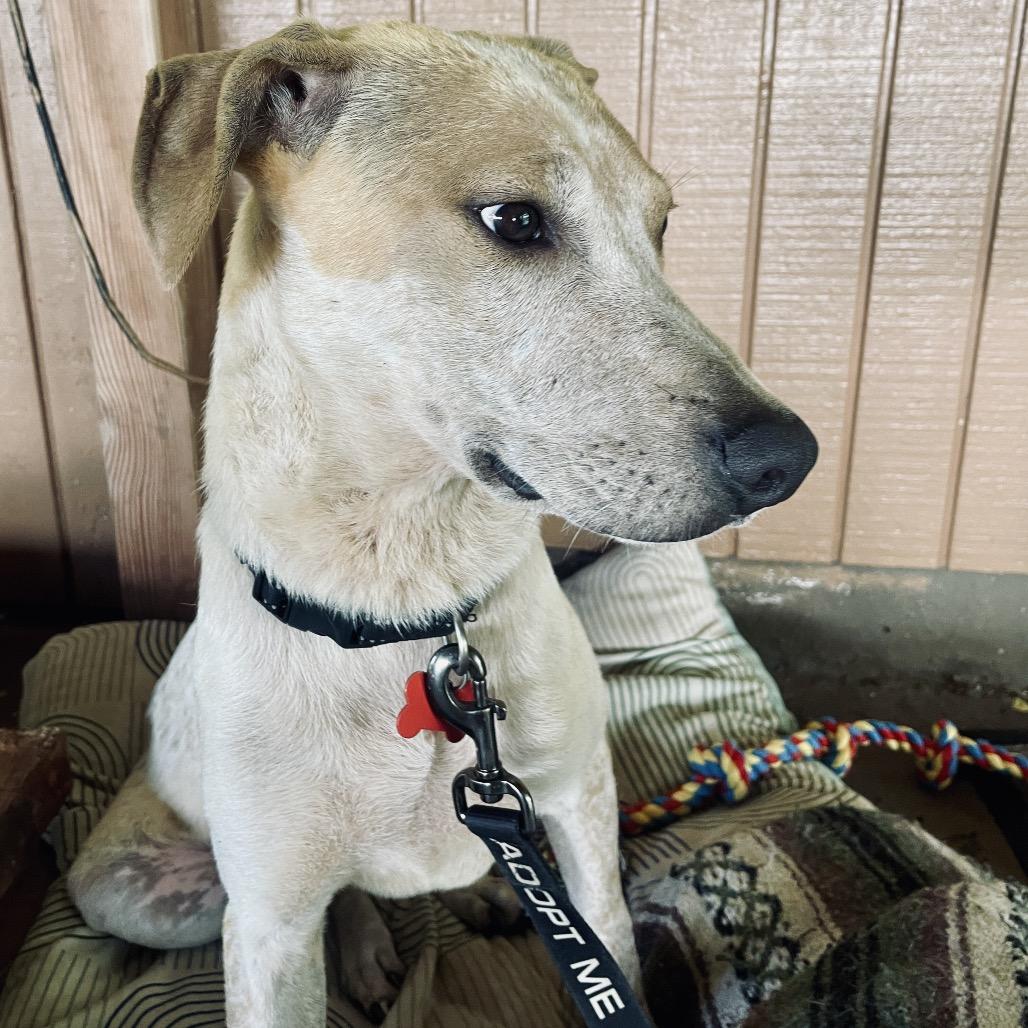 Yarrow, a Adoptable Mixed Breed in Volcano, HI image 5/6