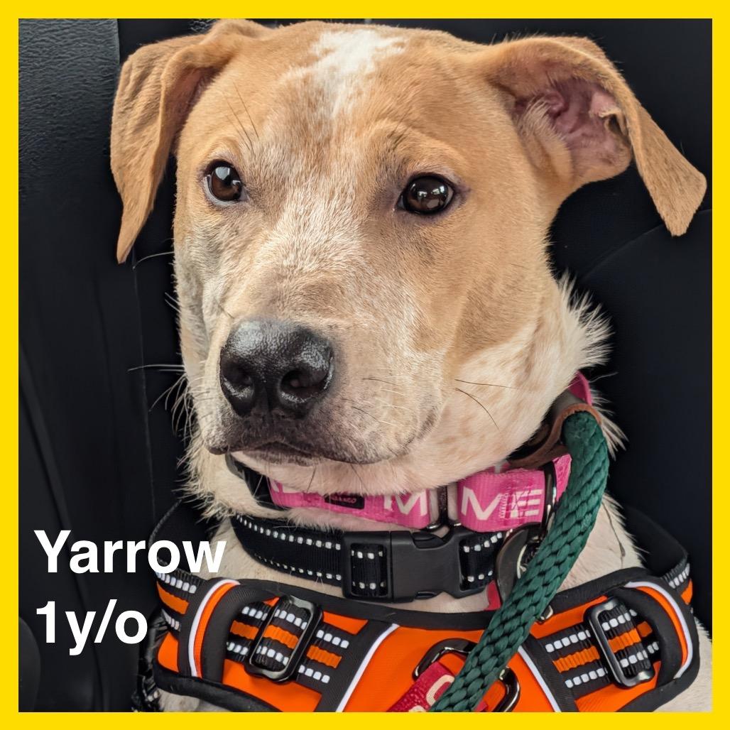 Enlarge Yarrow, a Adoptable Mixed Breed in Volcano, HI image 5/6