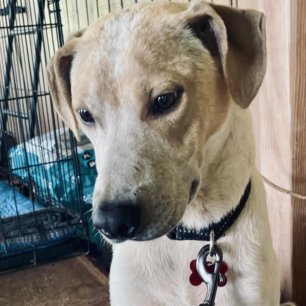 Yarrow, a Adoptable Mixed Breed in Volcano, HI image 6/6