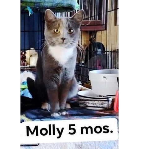 Enlarge Molly, a ADOPTABLE Domestic Short Hair in Salt Lake City, UT image 1/3