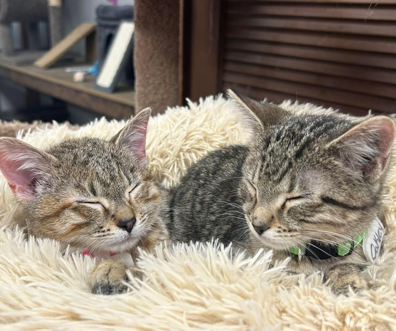 Ember and Oakley, ADOPTABLE, Kitten Male Domestic Short Hair.