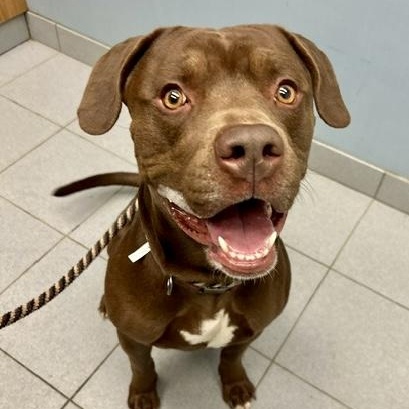 Heathcliff, adopted, Adult Male Pit Bull Terrier & Labrador Retriever.