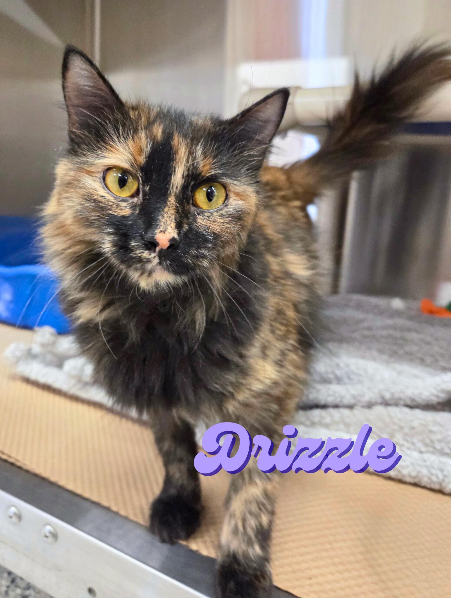 Enlarge Drizzle, an adopted Domestic Long Hair in Nevada, IA image 1/1