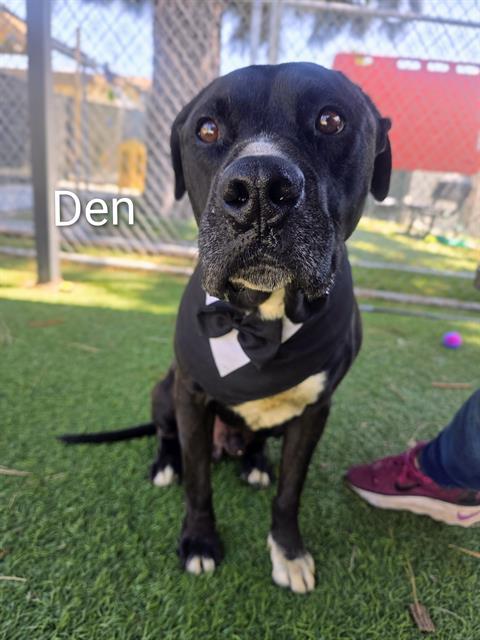 DEN, Adoptable, Adult Male Pit Bull Terrier.
