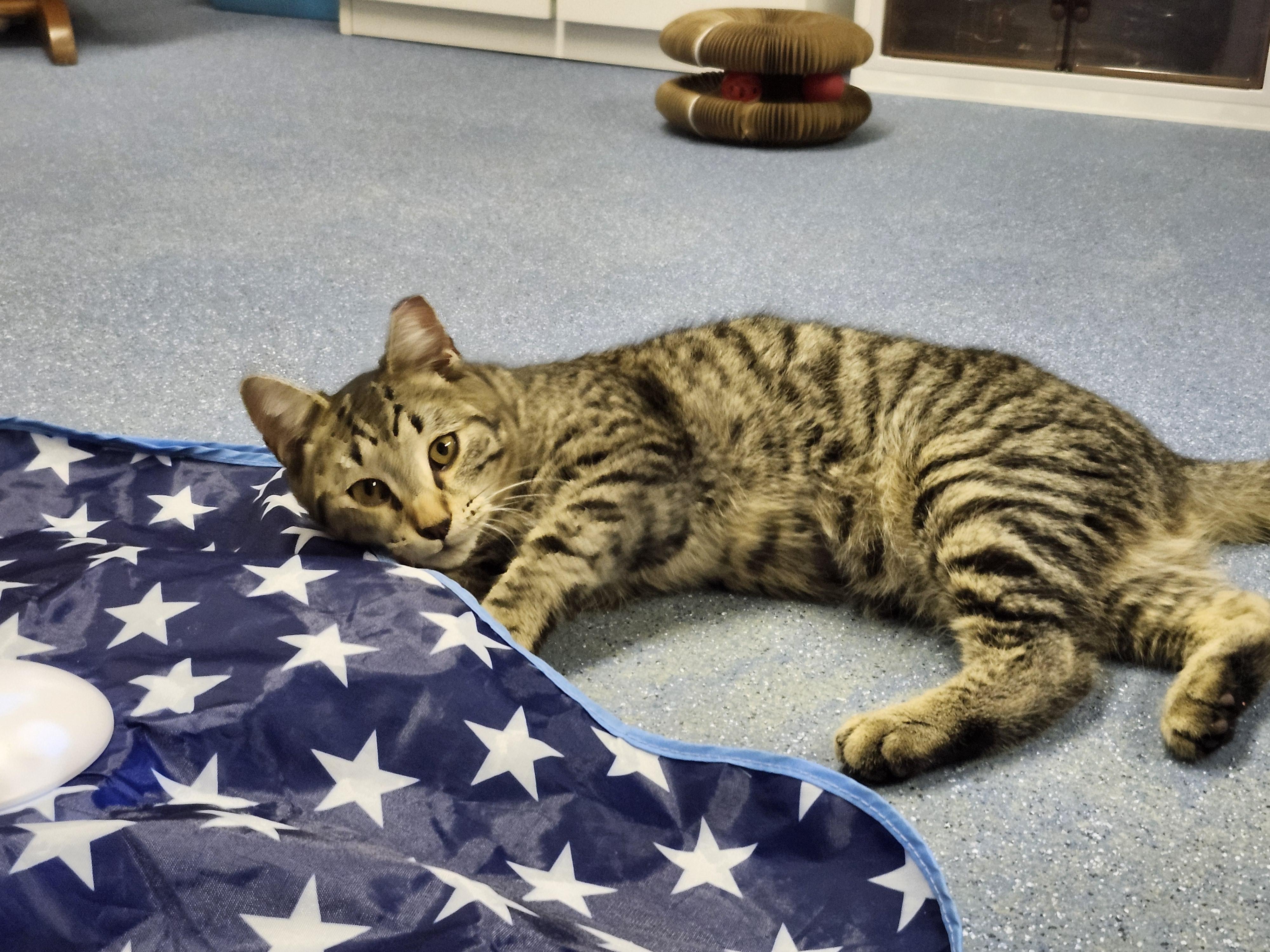 Harley, adopted, Young Male Domestic Short Hair.