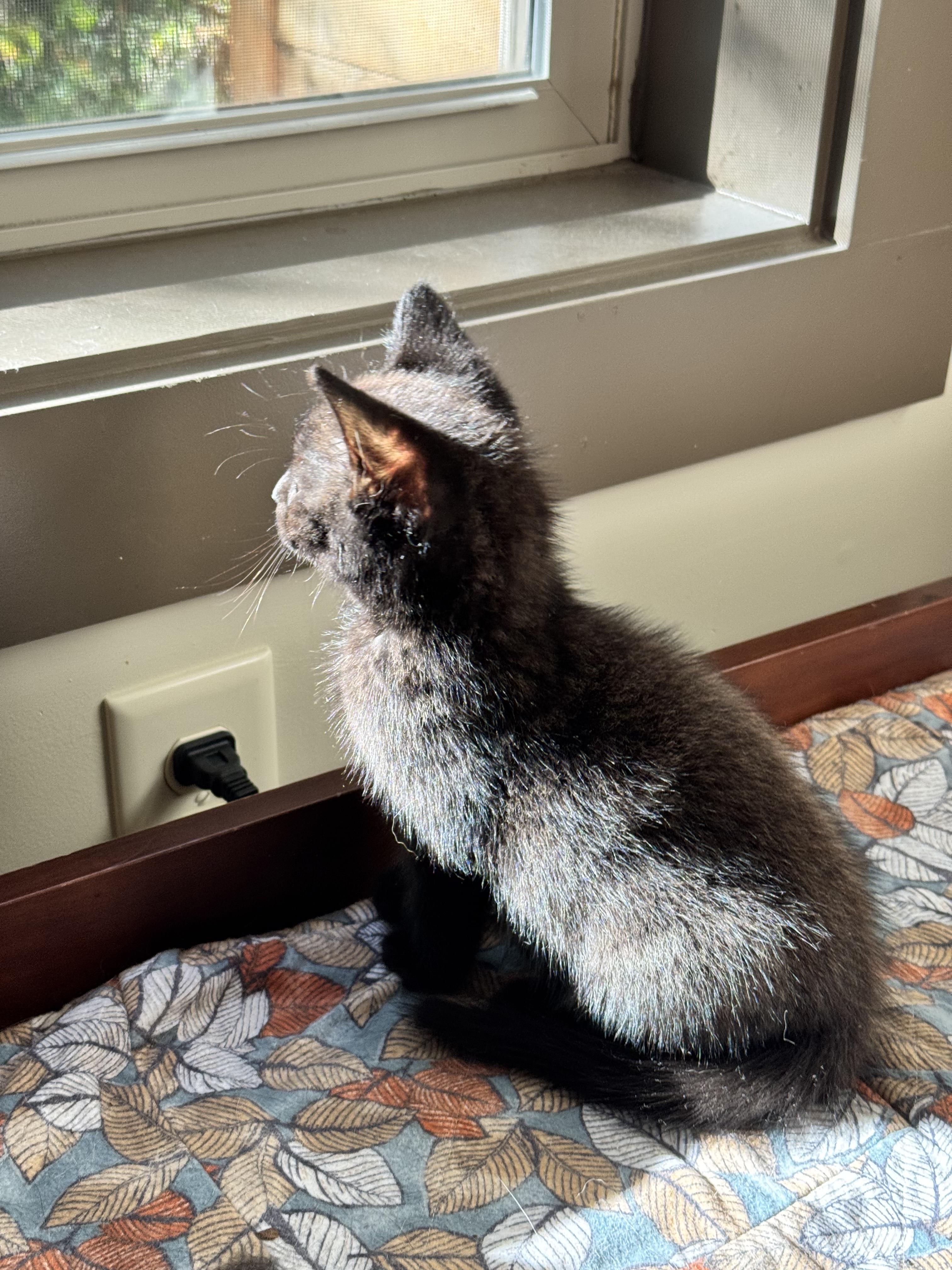 Goblin, a Adopted mixed breed in Swannanoa, NC image 6/6