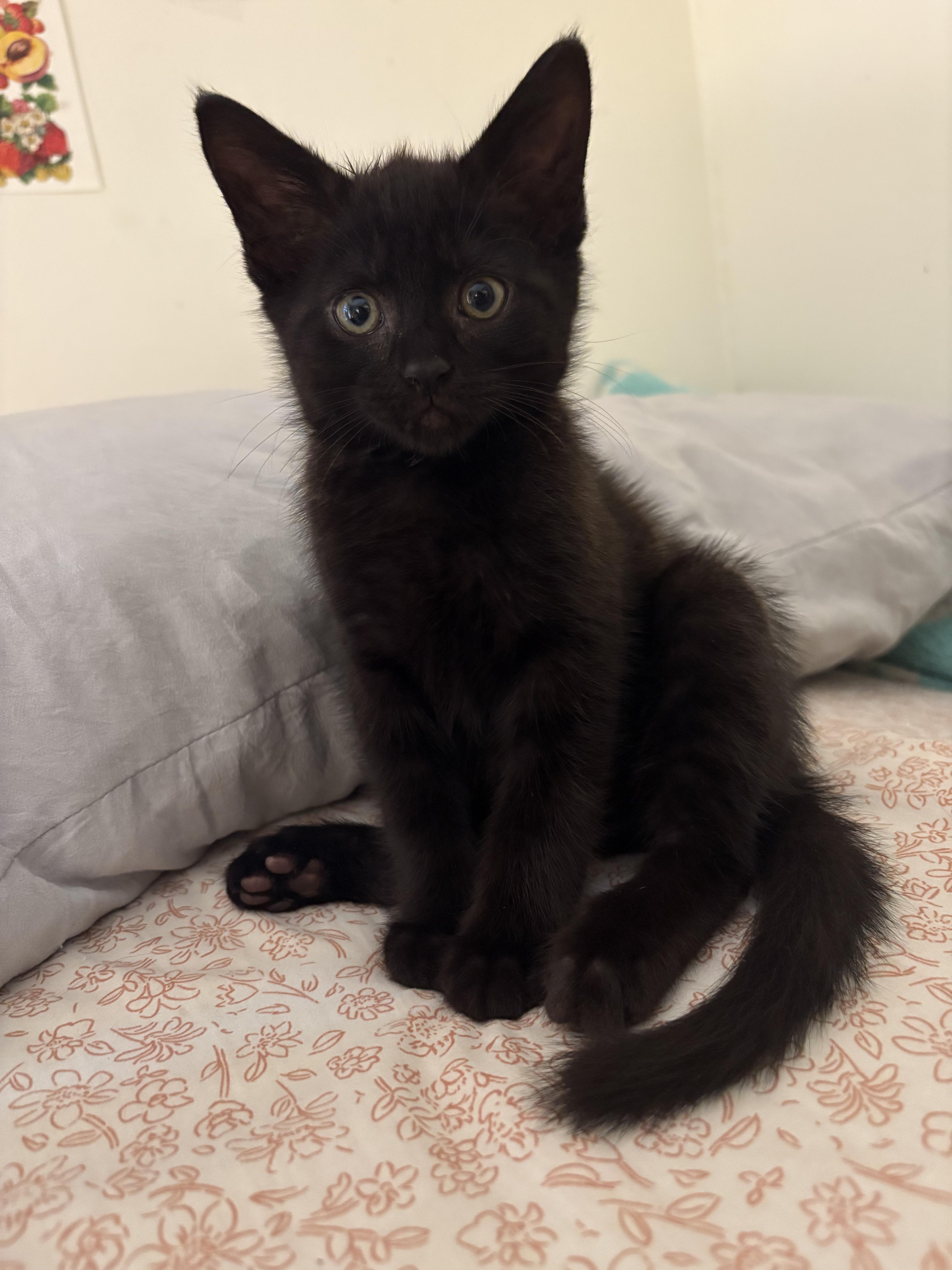 Goblin, a Adopted mixed breed in Swannanoa, NC image 5/6