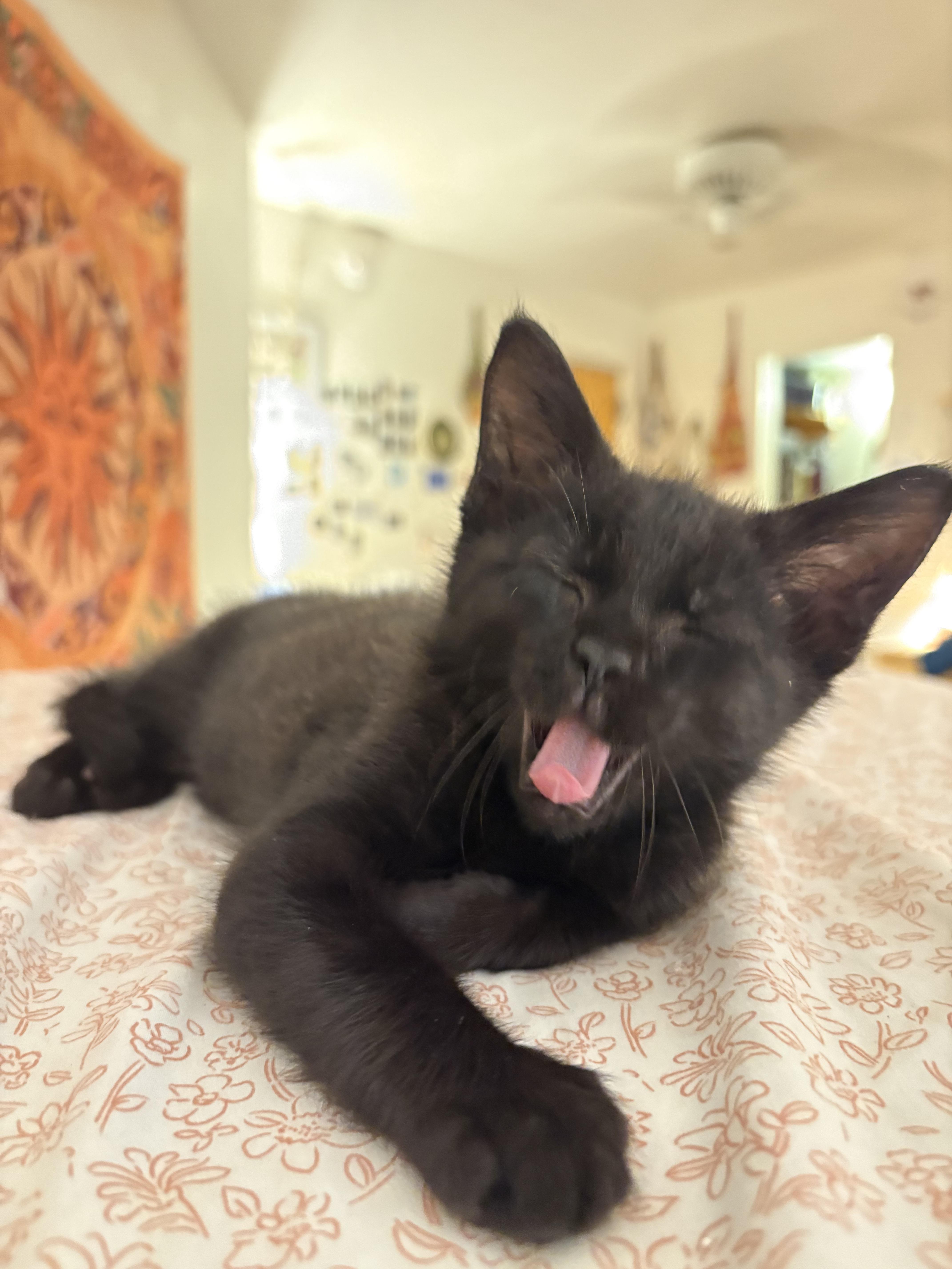 Goblin, a Adopted mixed breed in Swannanoa, NC image 3/6