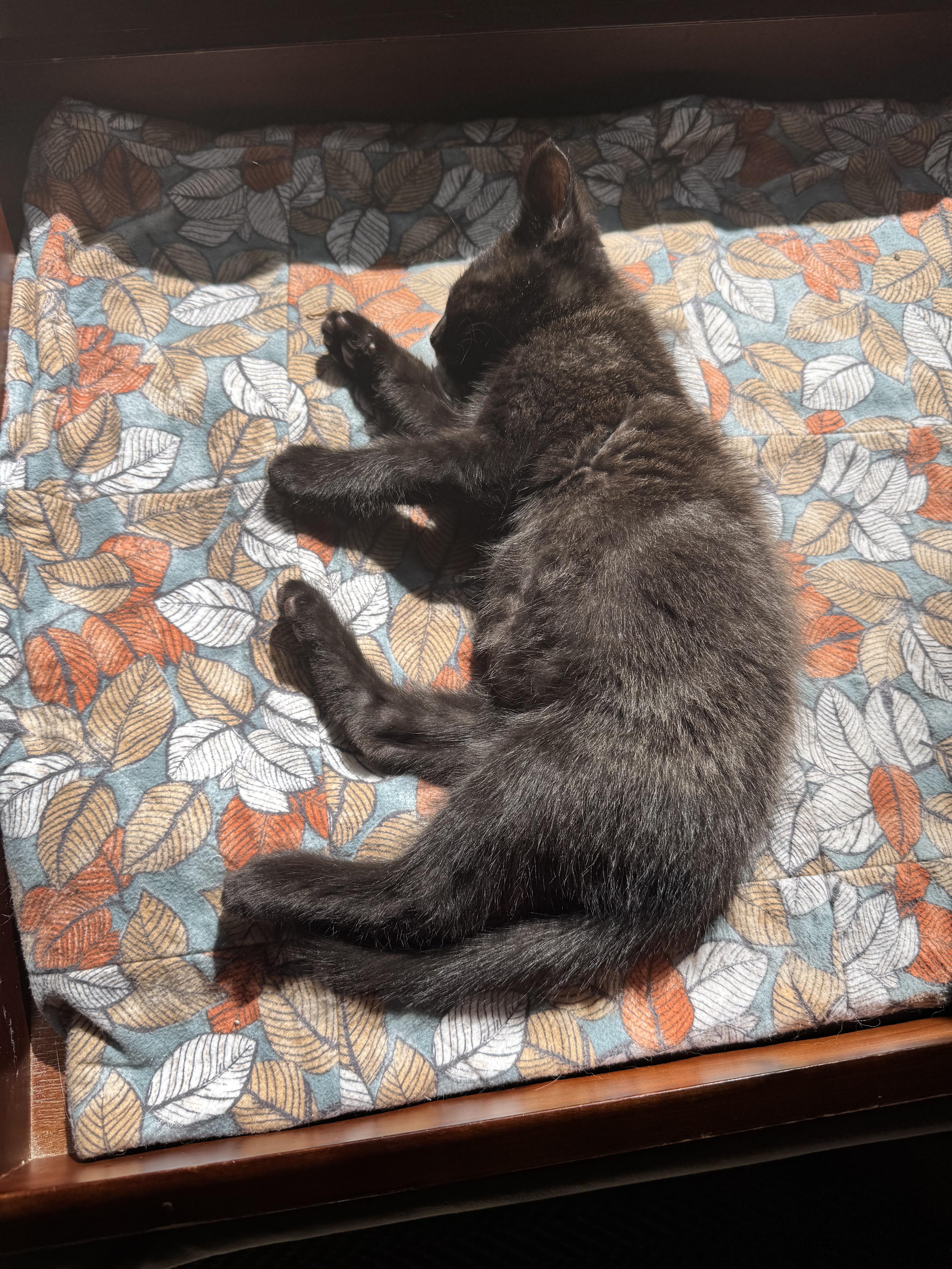 Goblin, a Adopted mixed breed in Swannanoa, NC image 4/6