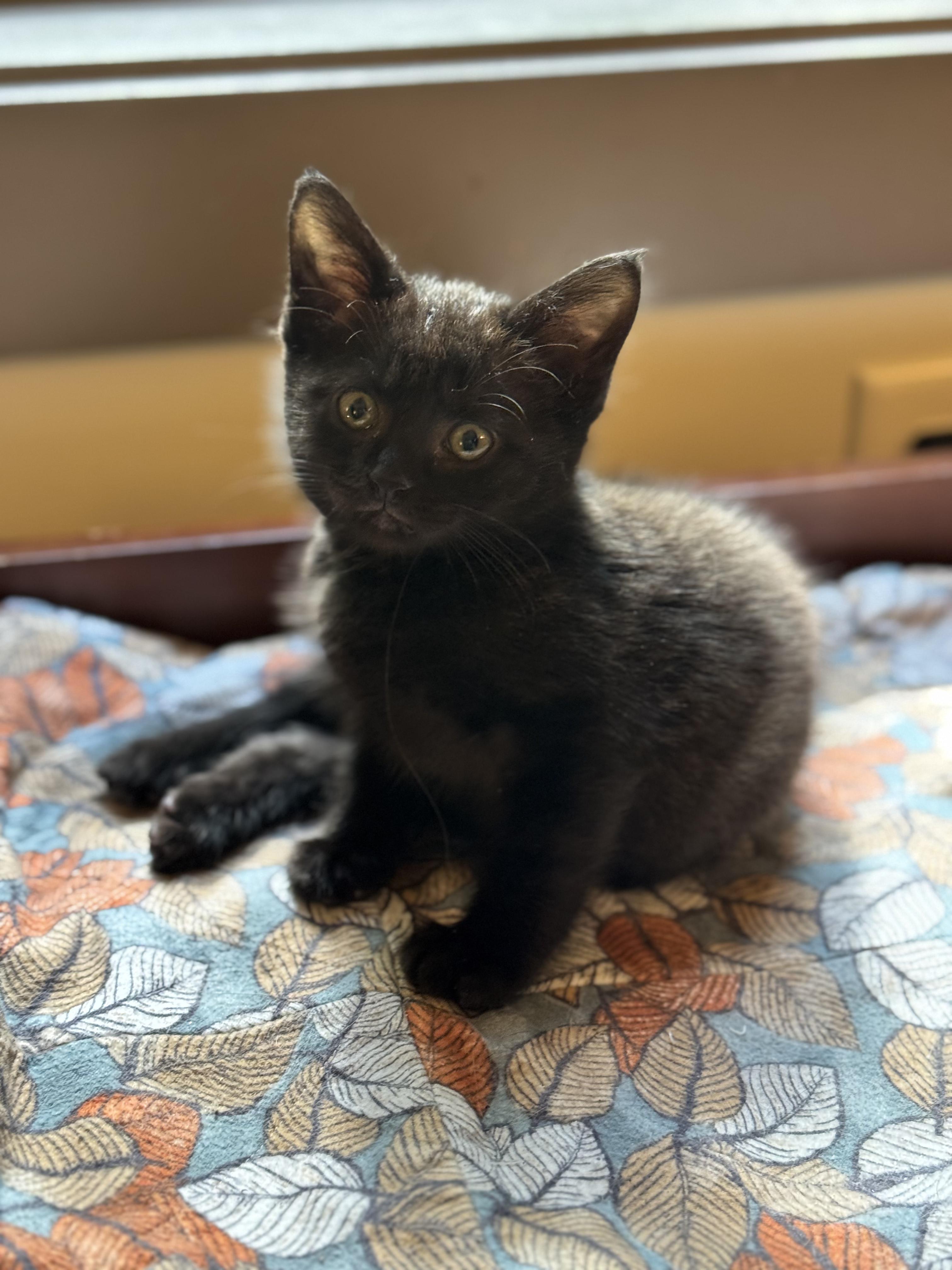 Goblin, Adopted, Kitten Male Domestic Short Hair.