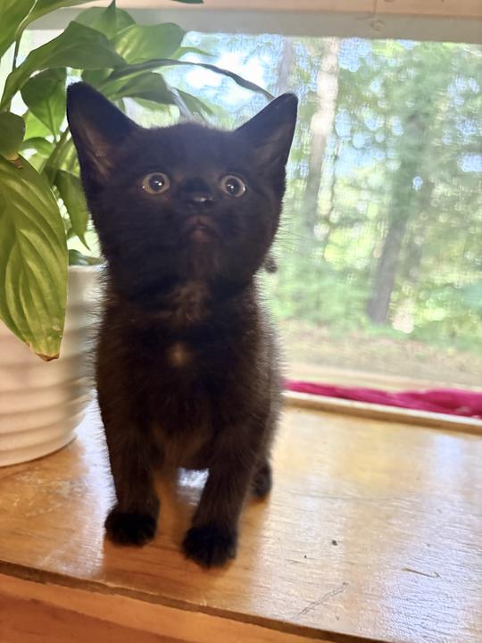 Goblin, a Adopted mixed breed in Swannanoa, NC image 2/6