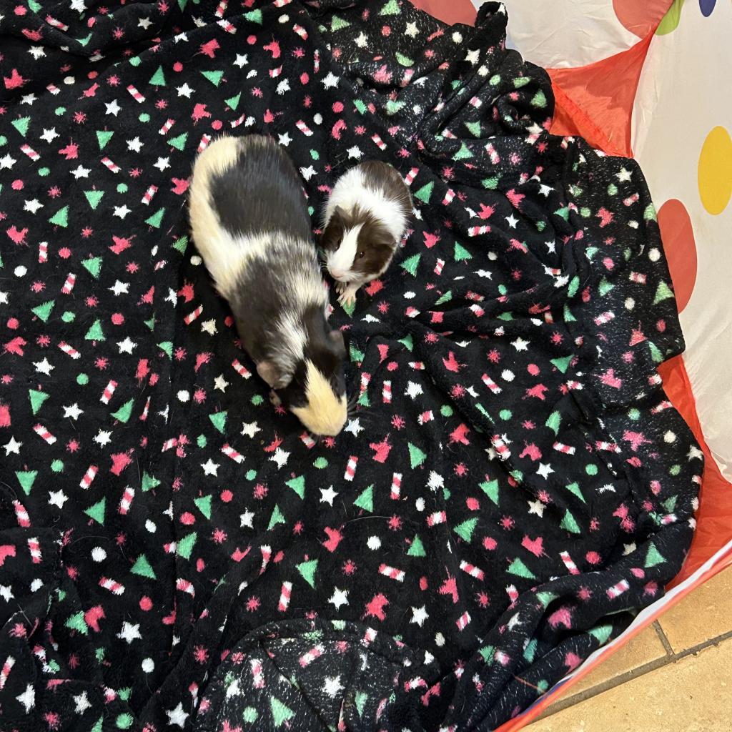 Enlarge Mayo, a Adoptable Guinea Pig in Las Vegas, NV image 1/4