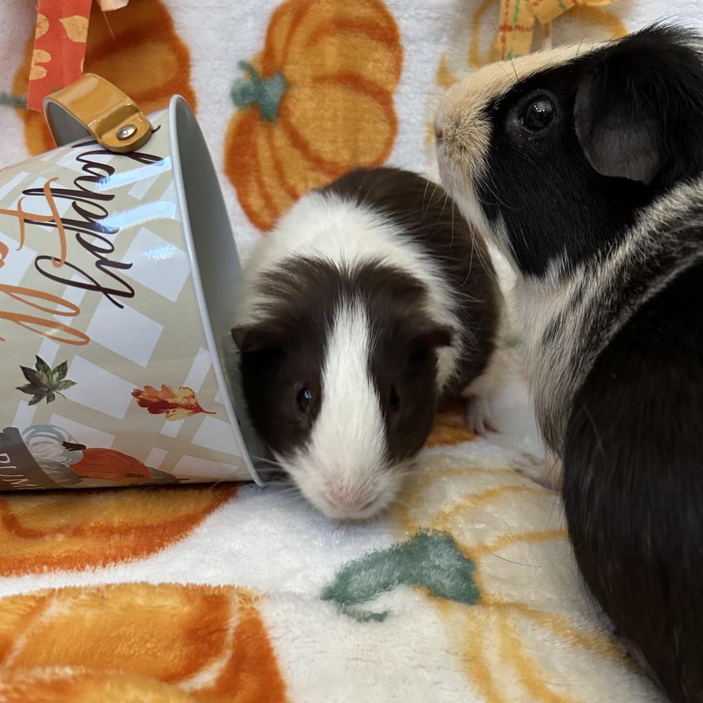 Enlarge Mayo, a Adoptable Guinea Pig in Las Vegas, NV image 2/4