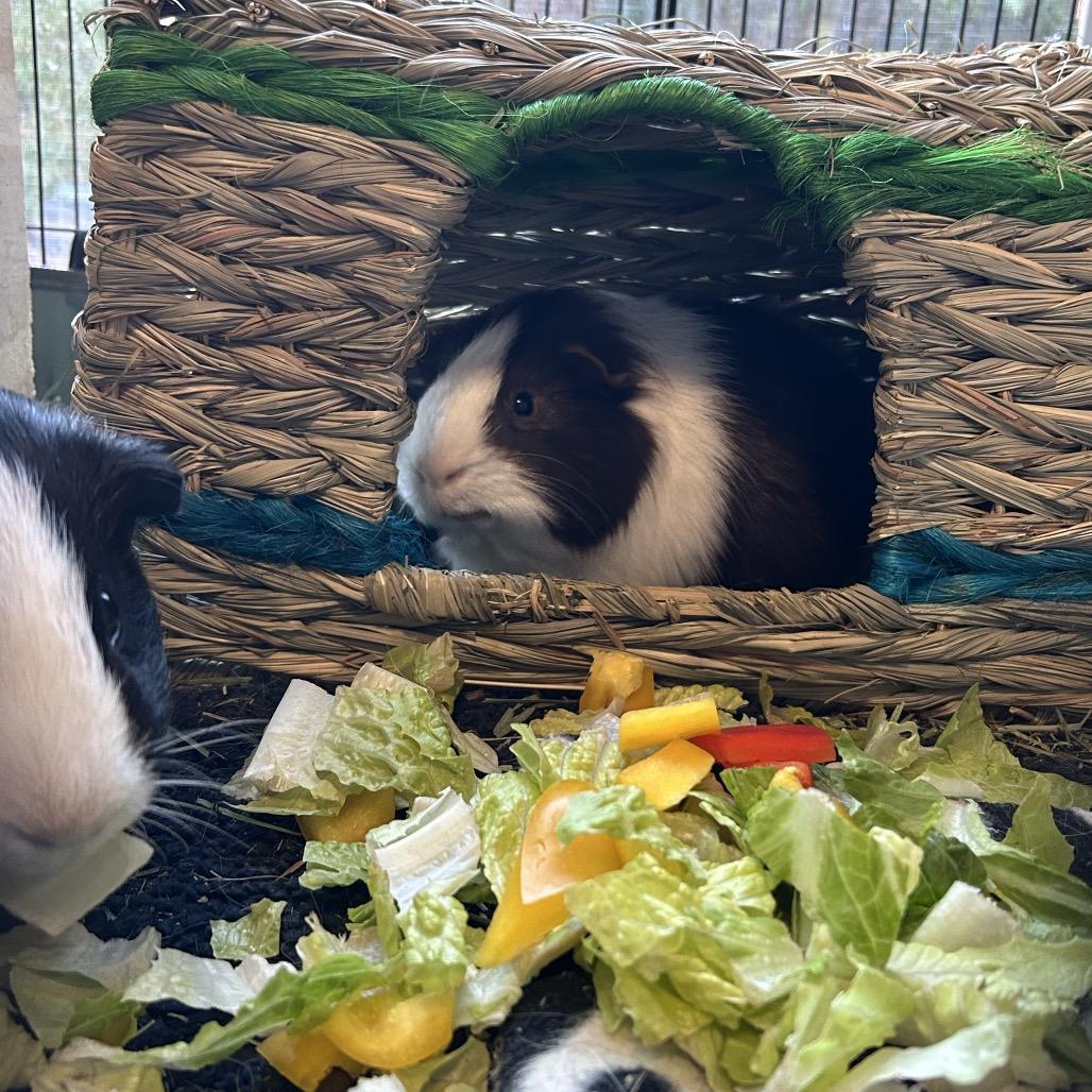Enlarge Mayo, a Adoptable Guinea Pig in Las Vegas, NV image 3/5