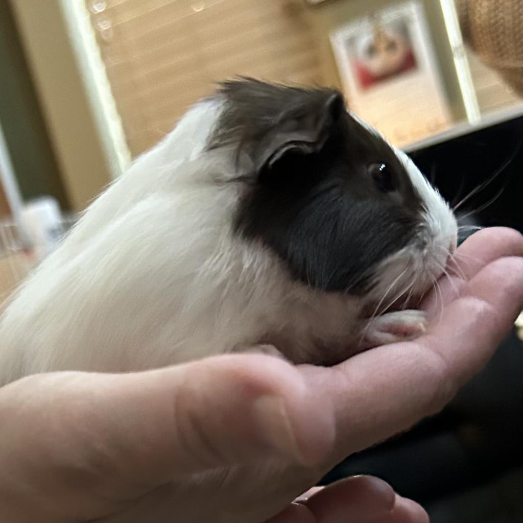 Enlarge Mayo, a Adoptable Guinea Pig in Las Vegas, NV image 3/4