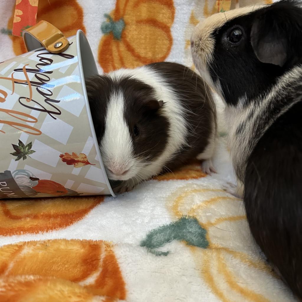 Enlarge Mayo, a Adoptable Guinea Pig in Las Vegas, NV image 4/4