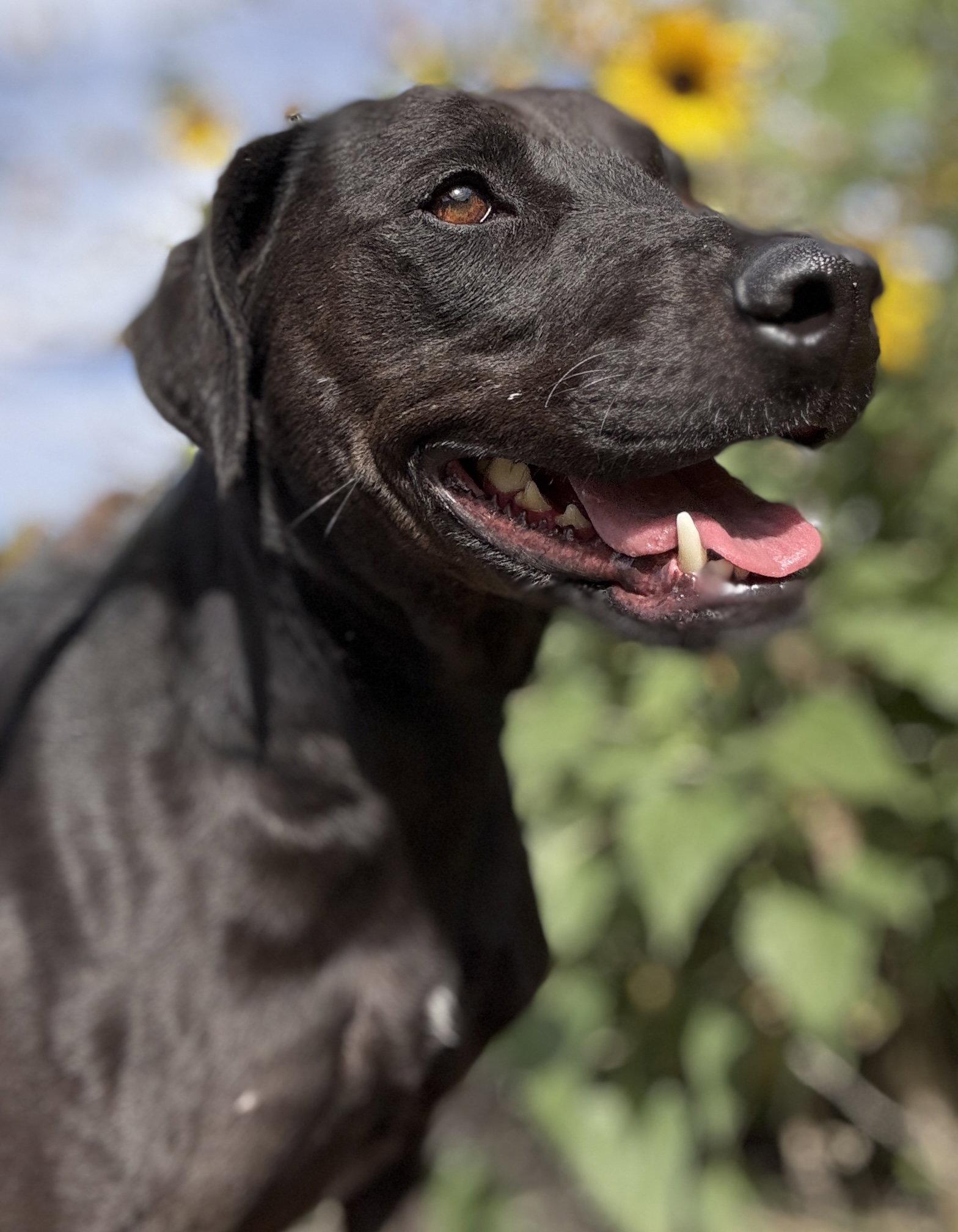 Miracle, a Adoptable Terrier in Los Angeles, CA image 3/3