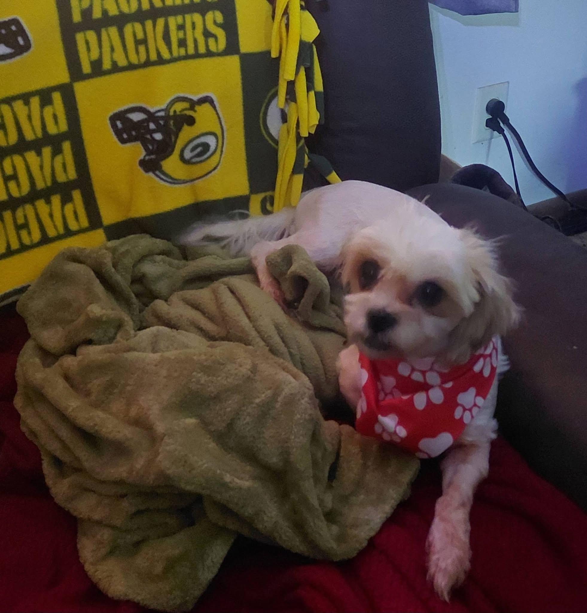Annie. ADOPTED, adopted, Young Female Shih Tzu & Bichon Frise.