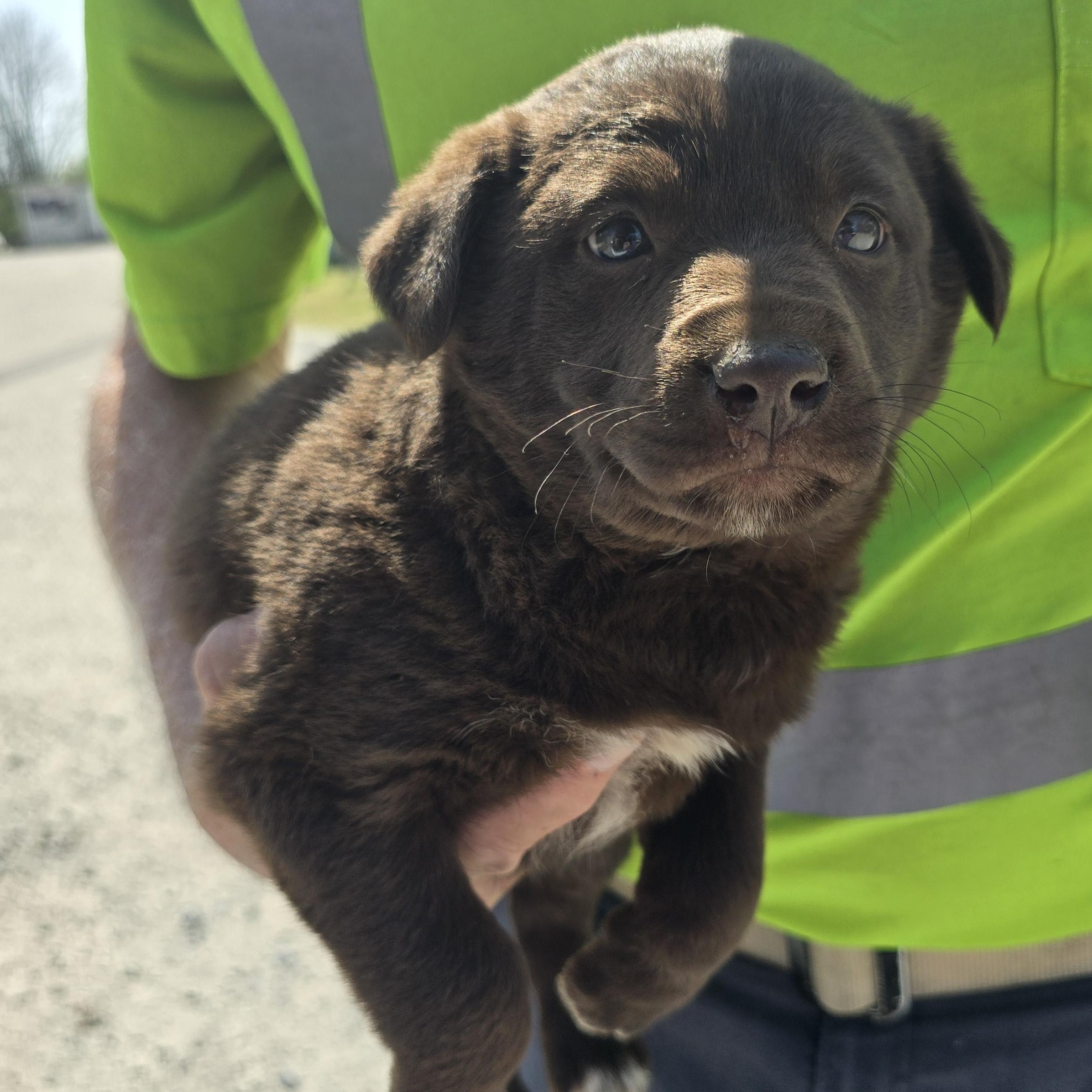 Enlarge Reeses, a Adoptable Mixed Breed in McCrory, AR image 2/3
