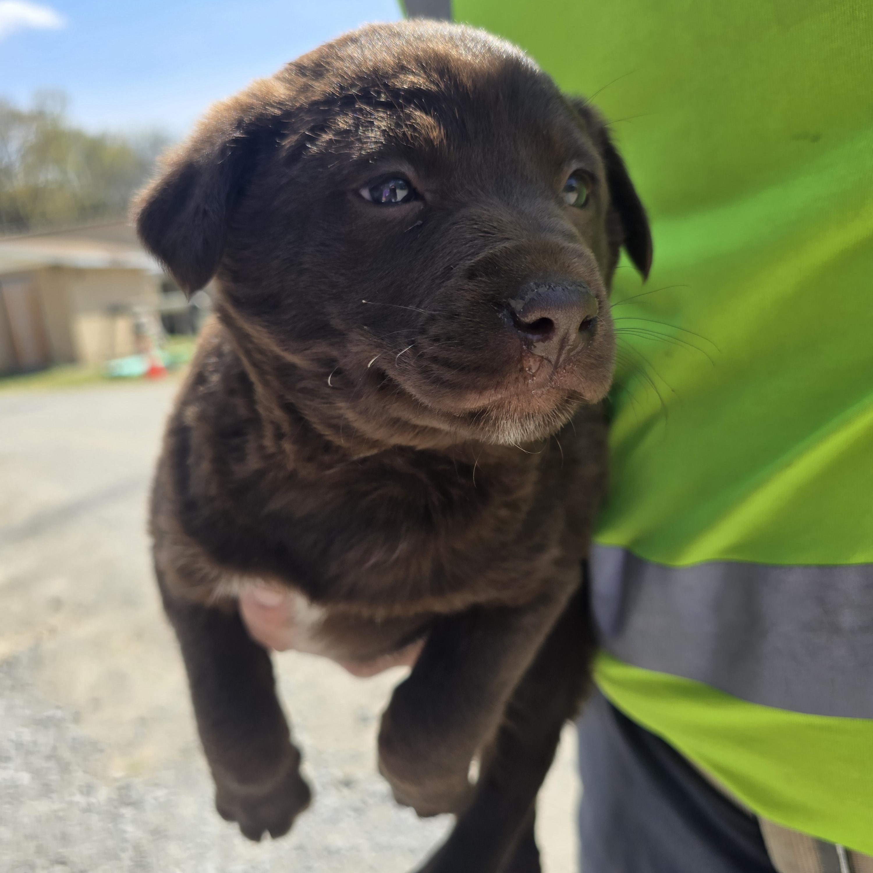 Enlarge Reeses, a Adoptable Mixed Breed in McCrory, AR image 3/3