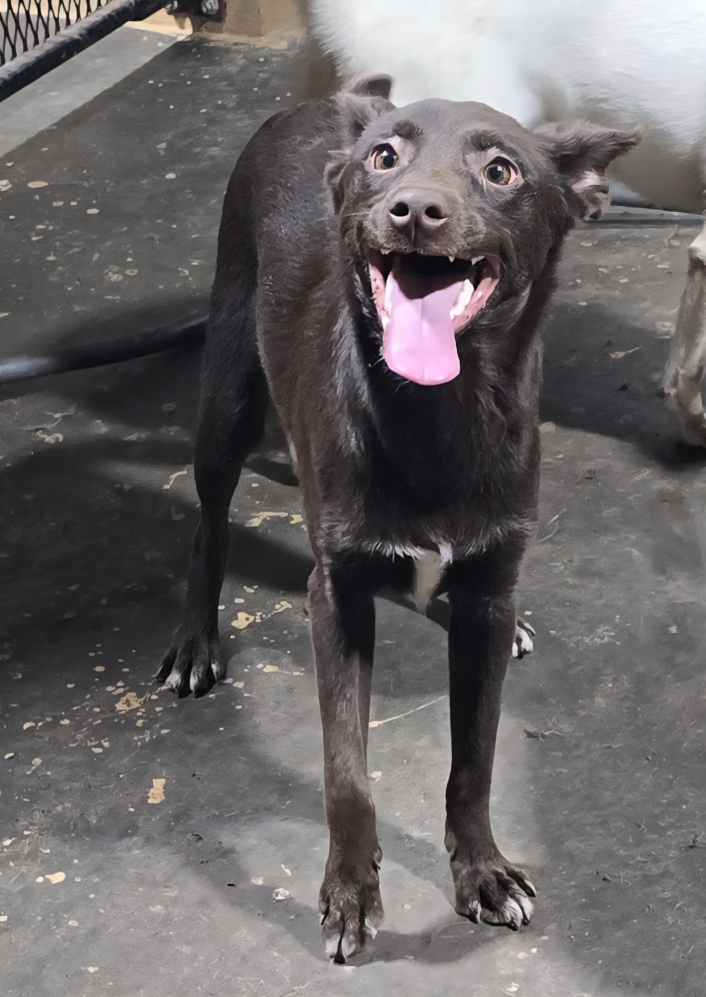 Enlarge Reeses, a Adoptable Mixed Breed in McCrory, AR image 1/3