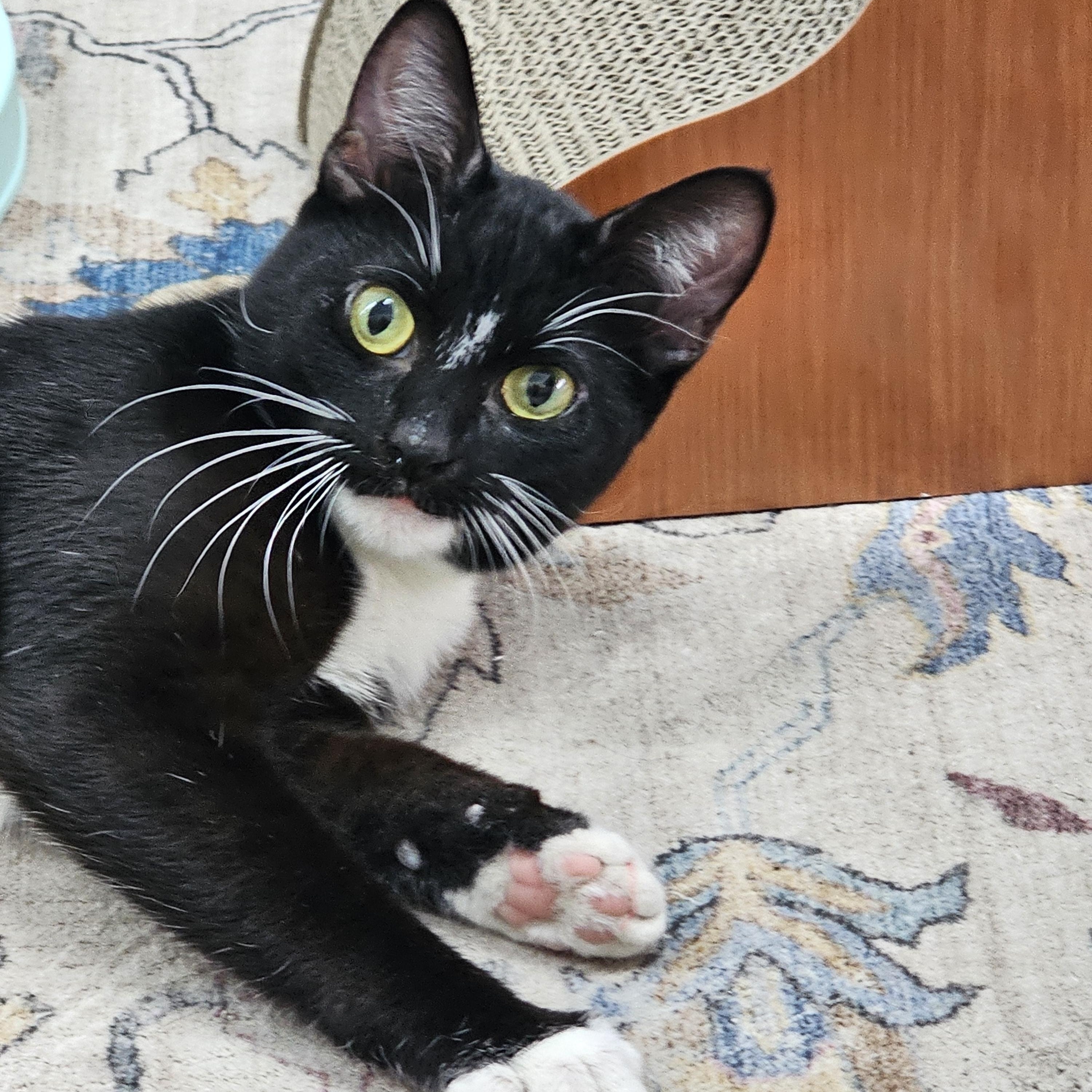 Enlarge Betty Jean, a ADOPTABLE Domestic Short Hair in Toledo, OH image 1/2