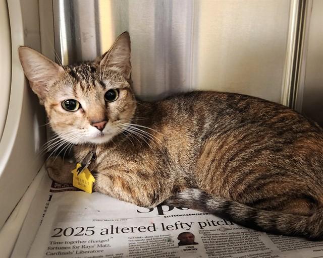 Enlarge EVE, a Adoptable Domestic Short Hair in St. Louis, MO image 1/1