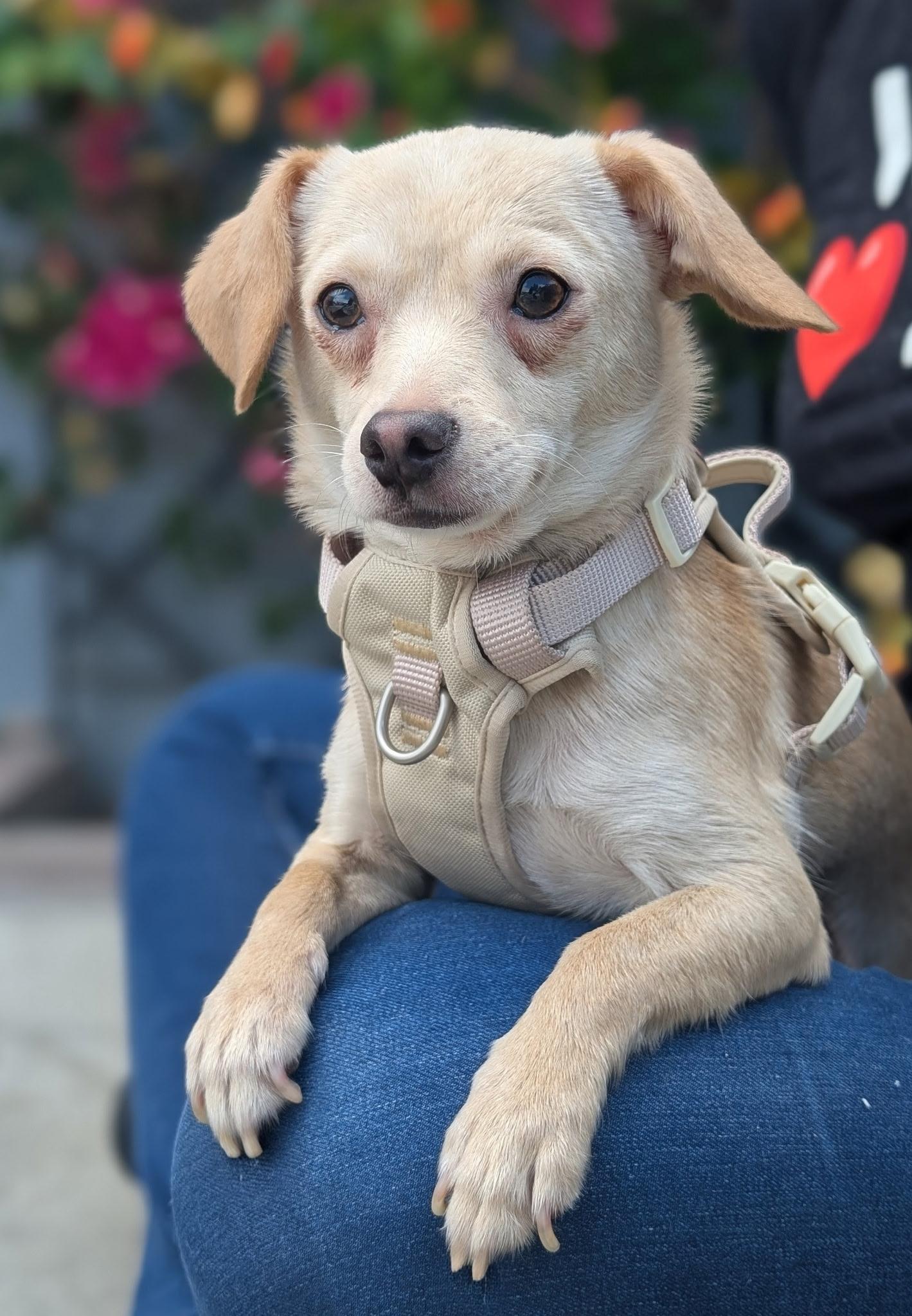 Lulu, ADOPTABLE, Young Female Chiweenie.