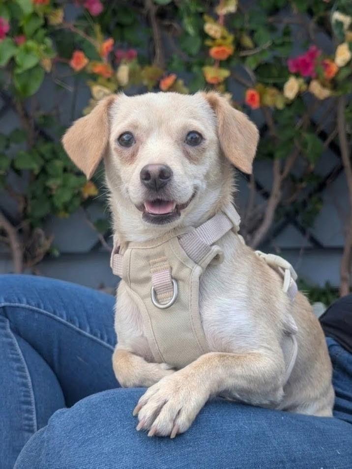 Lulu, a ADOPTABLE mixed breed in Los Angeles, CA image 2/3