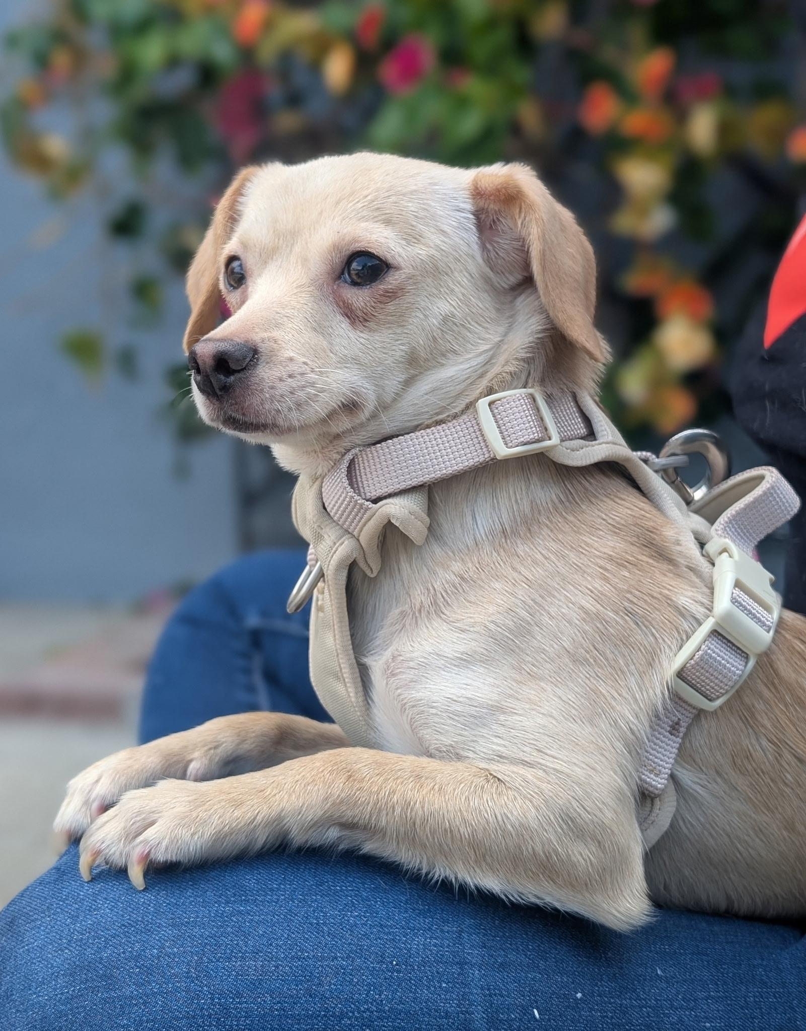 Lulu, a ADOPTABLE mixed breed in Los Angeles, CA image 3/3