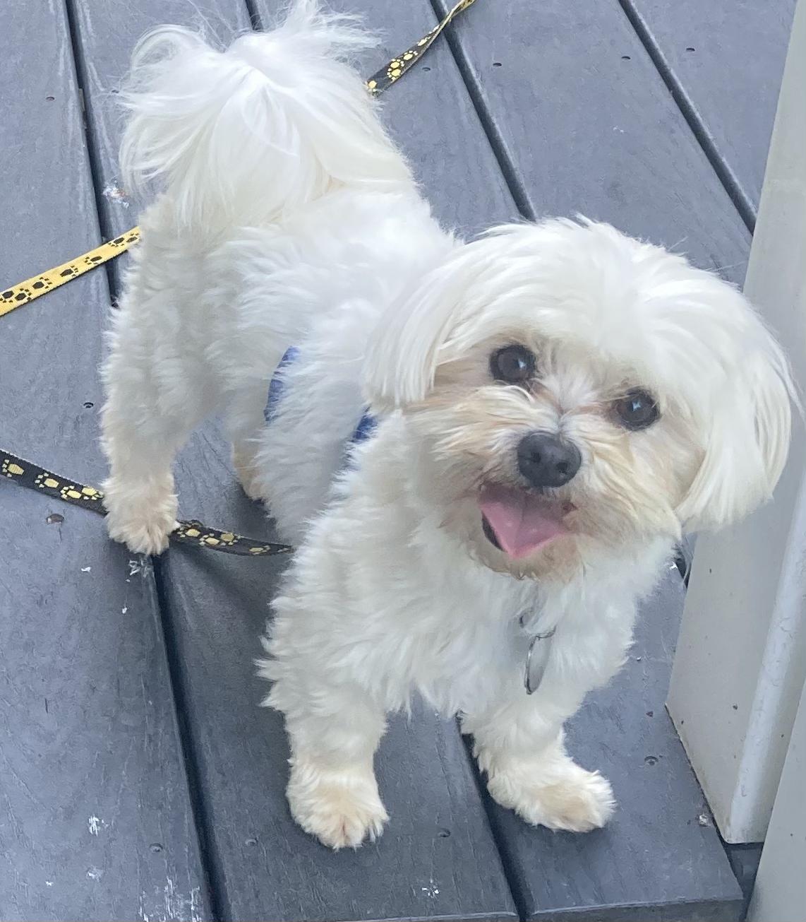 Enlarge Sammy, a Adopted Maltese in Elkhart, IN image 1/4