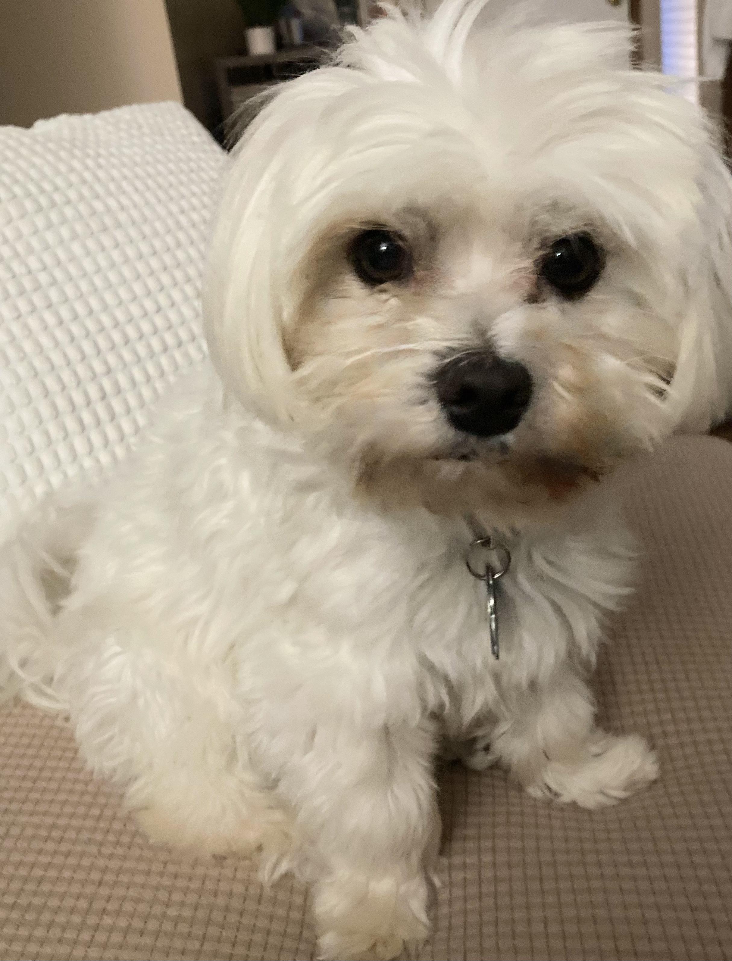 Enlarge Sammy, a Adopted Maltese in Elkhart, IN image 2/4