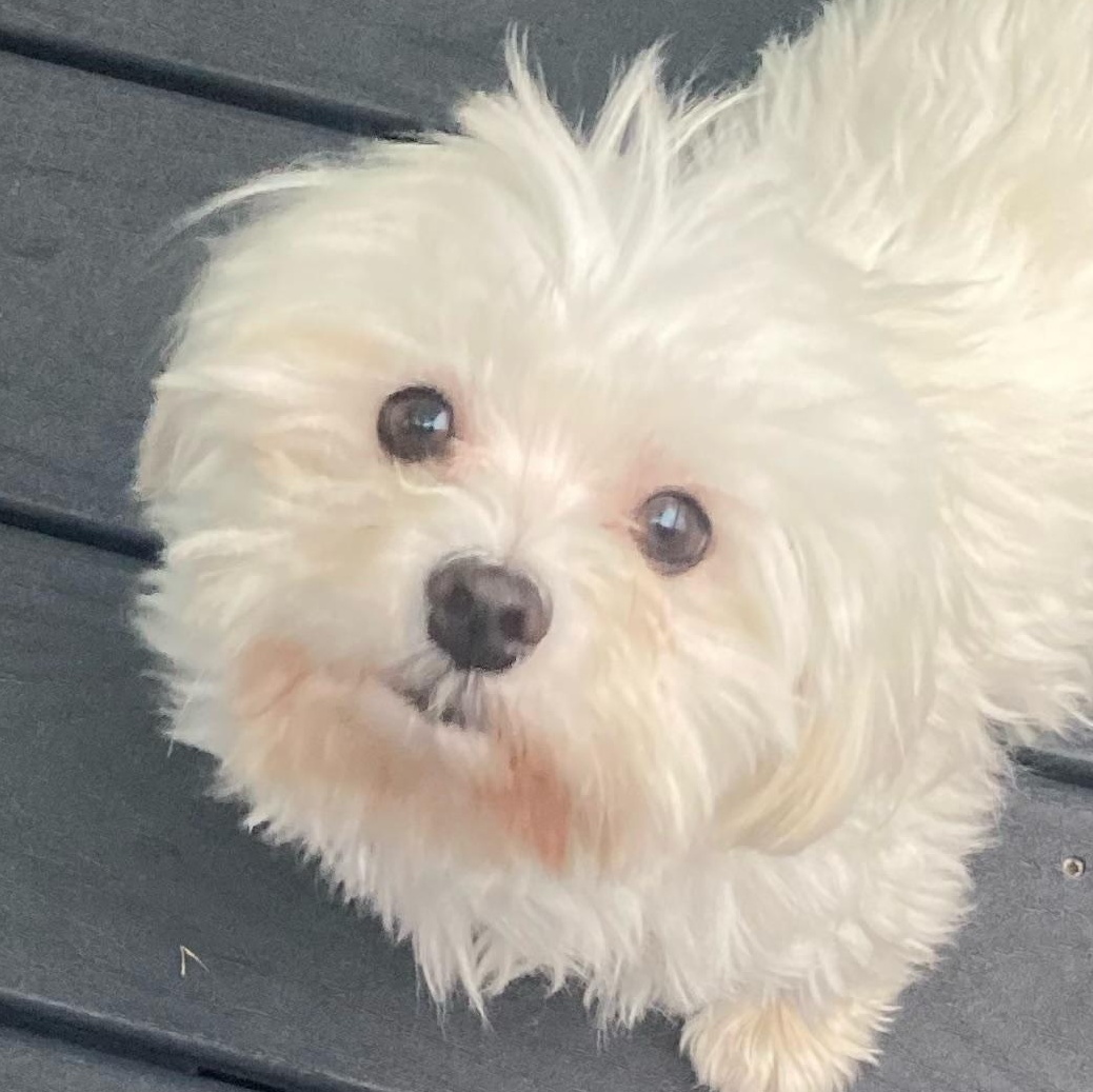 Enlarge Sammy, a Adopted Maltese in Elkhart, IN image 3/4